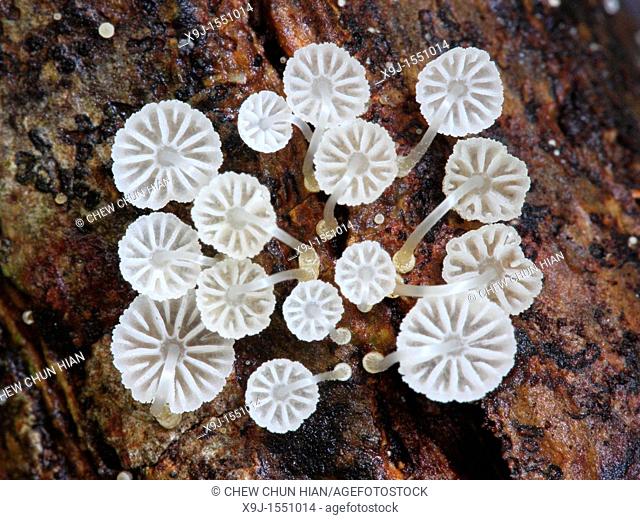 Fungi Mushroom In Nature, borneo