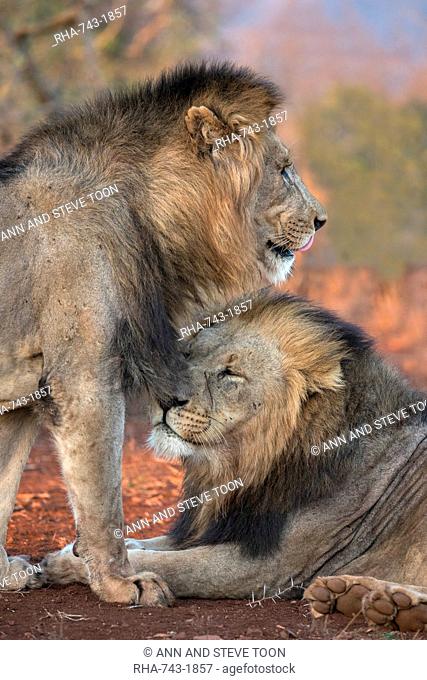 Lion (Panthera leo) brothers, Zimanga private game reserve, KwaZulu-Natal, South Africa, Africa
