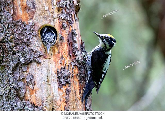 Europe, Finland, Kuhmo area, Kajaani, Three-toed Woodpecker (Picoides tridactylus), couple at the nest in a old pine tree, the female is going out of the nest