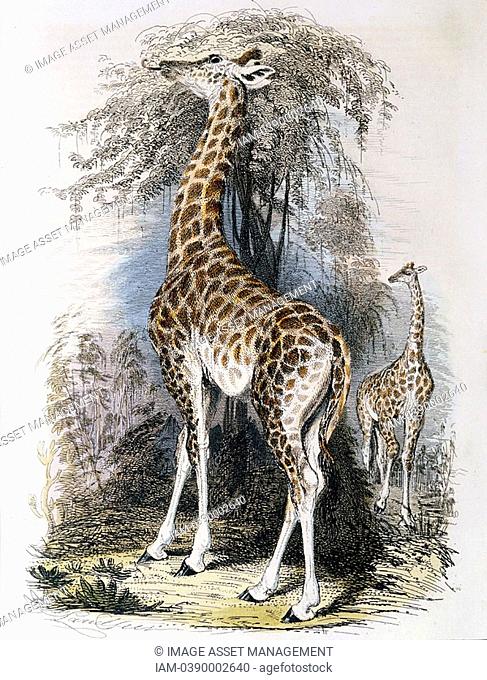 Giraffe browsing on tree  Jean Lamarck 1744-1829 French naturalist, considered the giraffe illustrated his 'Transformism' inheritance of acquired...