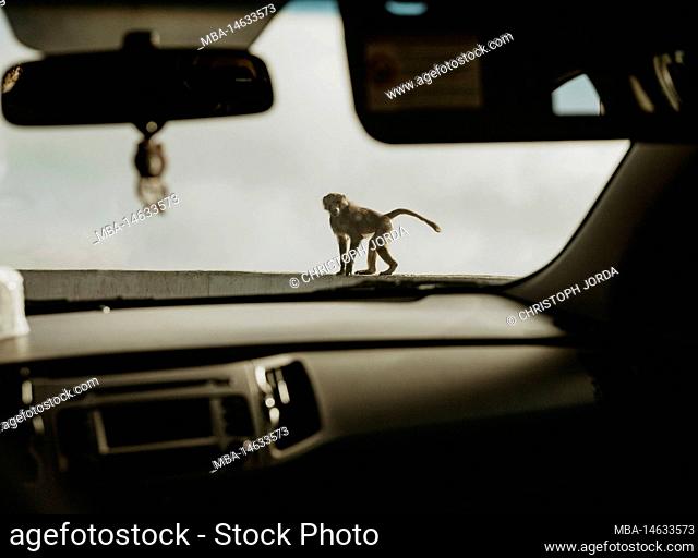 Saudi Arabia, Najran province, Najran, monkey, car, dashboard