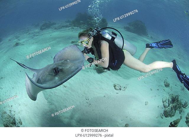 Diver with Sting rays, Stingray City Sandbar, Grand Cayman Island, Cayman Islands, Caribbean