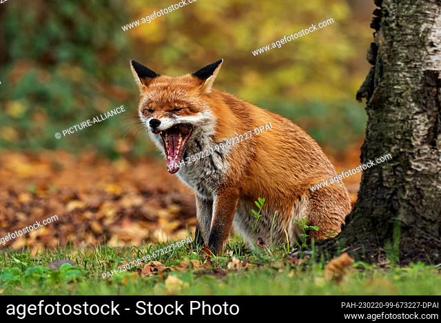 02 November 2022, Berlin: 02.11.2022, Berlin. An old capital fox (Vulpes vulpes), a male animal, sits on an autumn day in the Botanical Garden on a meadow in...
