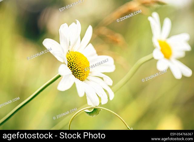 Meadow Daisy Flower at Sunny Day on Blurred Background