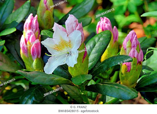 rhododendron (Rhododendron 'Cunningham White', Rhododendron Cunningham White), cultivar Cunningham White