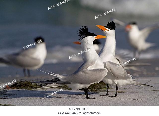 Royal Terns (Thalasseus maxima) in breeding plumage, courtship activity, on beach; Pinellas County, Florida, USA (AA)
