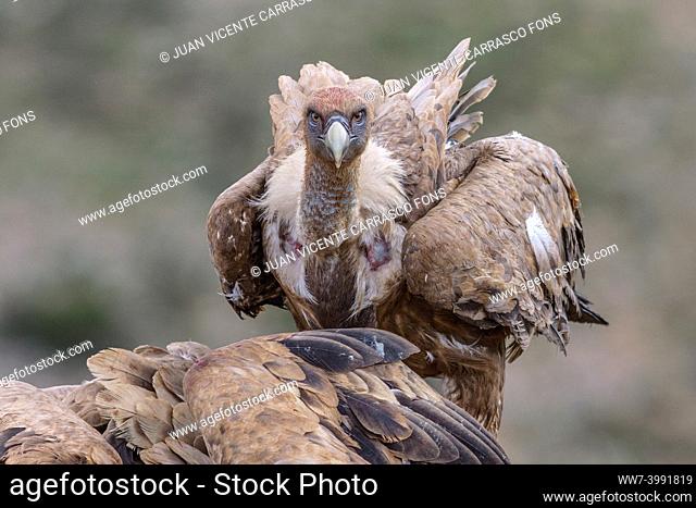Griffon vulture, Gyps fulvus, Teruel province, Aragon, Spain