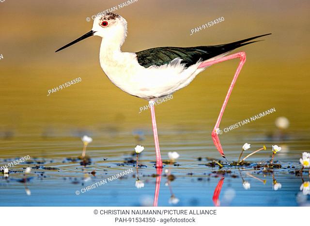 Stilt (Himantopus himantopus) on a lake with ordinary watercutter foot. | usage worldwide