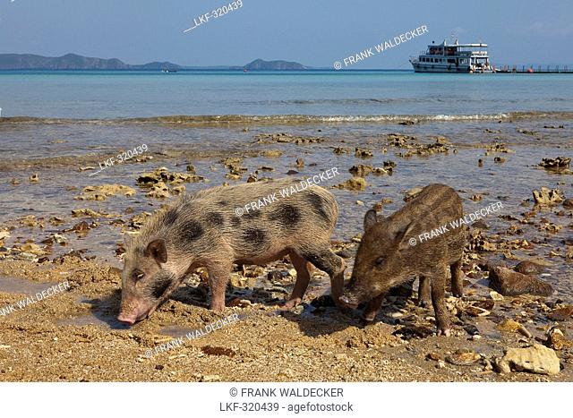 Young pigs on a beach of Koh Chang Island, Trat Province, Thailand, Asia