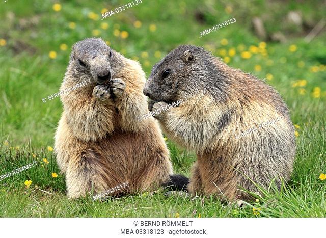 Austria, Carinthia, High Tauern (Hohe Tauern), High Tauern National Park, alp groundhog, Marmota marmota