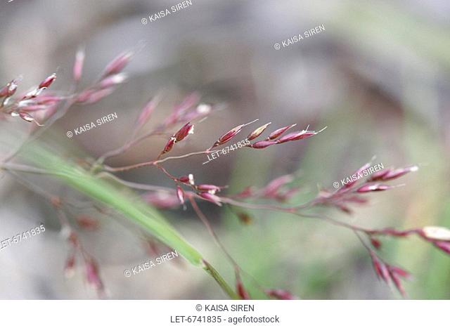 Wavy hairgrass, Deschampsia flexuosa, is common all over Finland, in open areas like forests and rocks  Ivalo