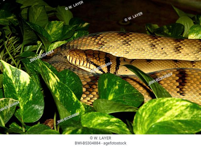 amethystine python, scrub python (Liasis amethistimus, Morelia amethistima), resting
