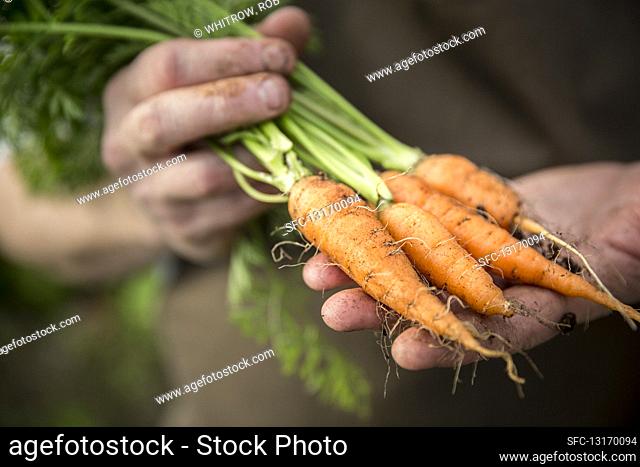 Hands holding freshly harvested carrots
