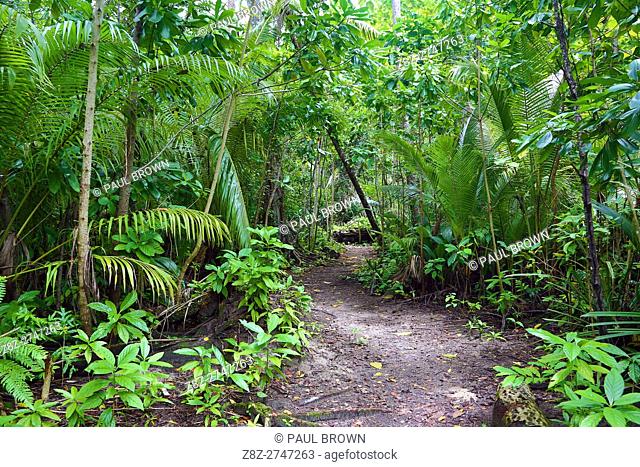 Forest path through tropical vegetation, Carp Island, Republic of Palau, Micronesia, Pacific Ocean