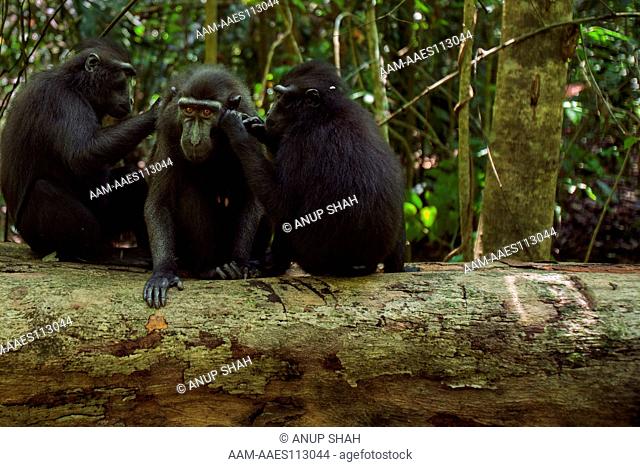 Black crested or Celebes crested macaques grooming on a fallen tree - wide angle perspective (Macaca nigra). Tangkoko National Park, Sulawesi, Indonesia