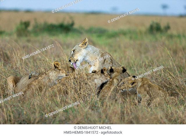 Kenya, Masai-Mara game reserve, Lion (Panthera leo), lioness cleaning her cubs after the rain