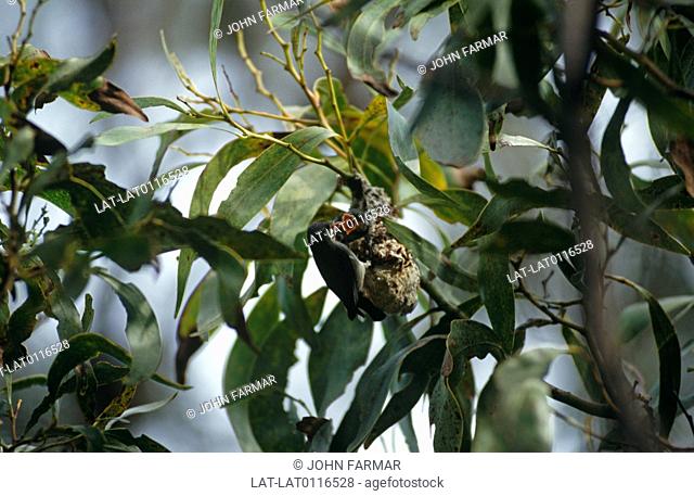 This colourful little bird, Dicaeum Hirundinaceum at four inches long is the main distributor of the mistletoe plant. The bird nests and feed in the mistletoe