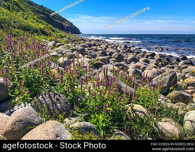 28 July 2022, Denmark, Vang: Landscape on the west coast near the ruins of the medieval fortress Hammershus on the Danish island in the Baltic Sea
