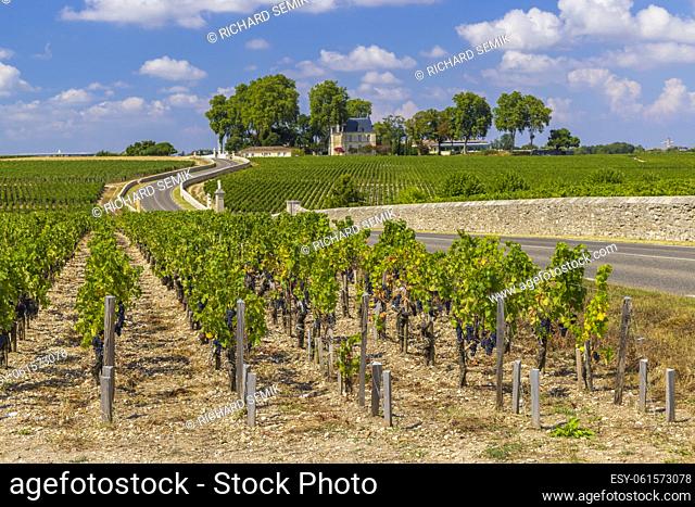 Typical vineyards near Chateau Latour, Bordeaux, Aquitaine, France