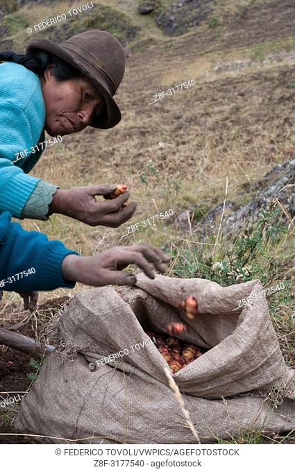 On the heights of Pisac, between 3600 and 4500 meters above sea level, various ""comunidades Campesinas"" were incorporated into the Potato Park
