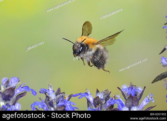 Common carder-bee (Bombus pascuorum), in flight, highspeed nature photo, over creeping blue bugle (Ajuga reptans), Siegerland, North Rhine-Westphalia, Germany