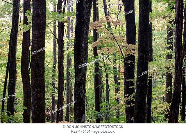 Trees and foliage near Laurel Falls, Southern Appalachian autumn woodland. Great Smoky Mountains NP, TN, USA