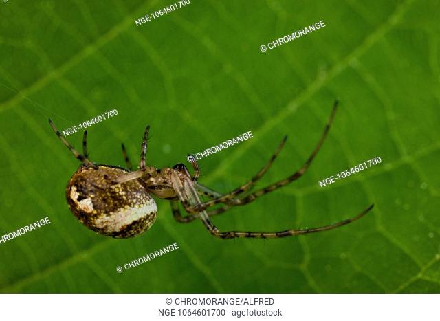 long-jawed spider Metellina segmentata