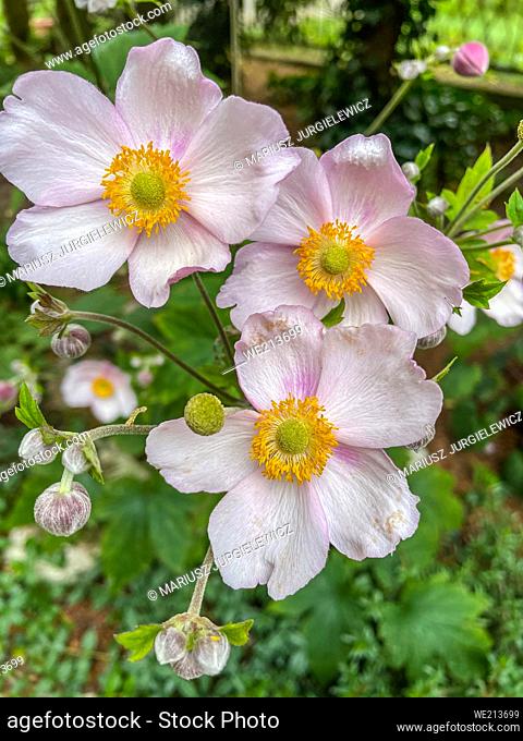 Japanese Anemone (Eriocapitella hupehensis), a species of flowering plant in the buttercup family Ranunculaceae, is native to Asia