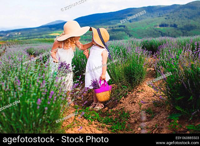 Two beautiful small girls communicate and collect flowers on a lavender field