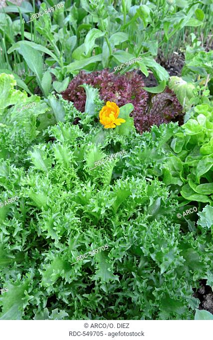 Lettuce, variety Krizet, and leaf lettuce