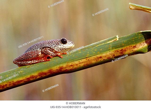 Painted Reed Frog, South Africa