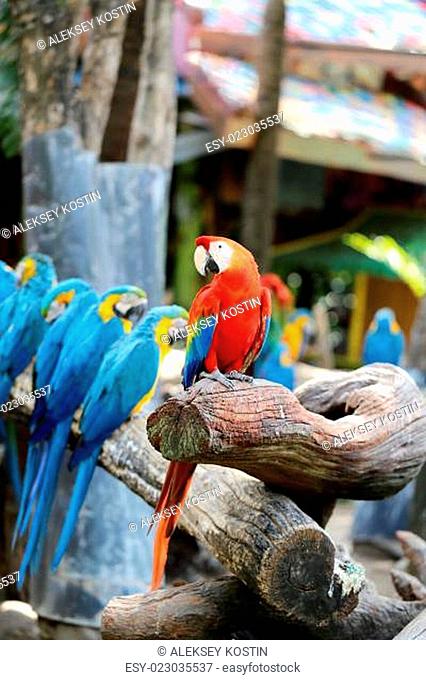 Big beautiful macaws