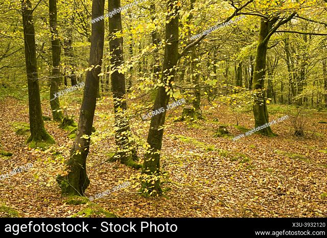 Common Beech (Fagus sylvatica) trees in autumn colour at Beacon Hill Wood in the Mendip Hills near Shepton Mallet, Somerset, England