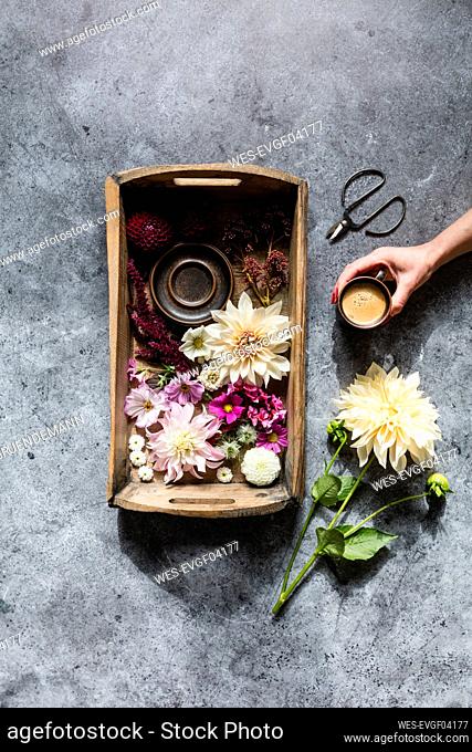 Studio shot of tray with various flowers and hand of woman picking up cup of coffee