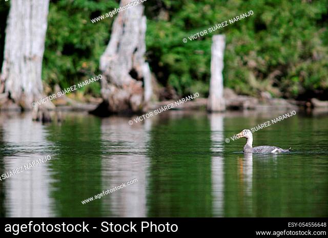 Flying steamer duck Tachyeres patachonicus. Male calling. Captren lagoon. Conguillio National Park. Araucania Region. Chile