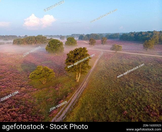Blooming heather field in the Netherlands near Hilversum Veluwe Zuiderheide, blooming pink purple heather fields in the morniong with mist and fog during...