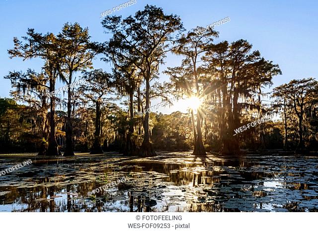 USA, Texas, Louisiana, Caddo Lake State Park, Saw Mill Pond, bald cypress forest