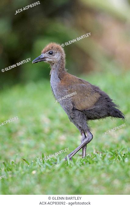 Slaty-breasted Wood-Rail (Aramides saracura) on the ground in the Atlantic rainforest of southeast Brazil