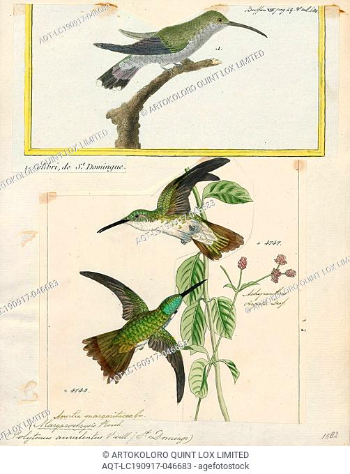 Polytmus aurulentus, Print, The goldenthroats are a small group of hummingbirds in the genus Polytmus., 1700-1880