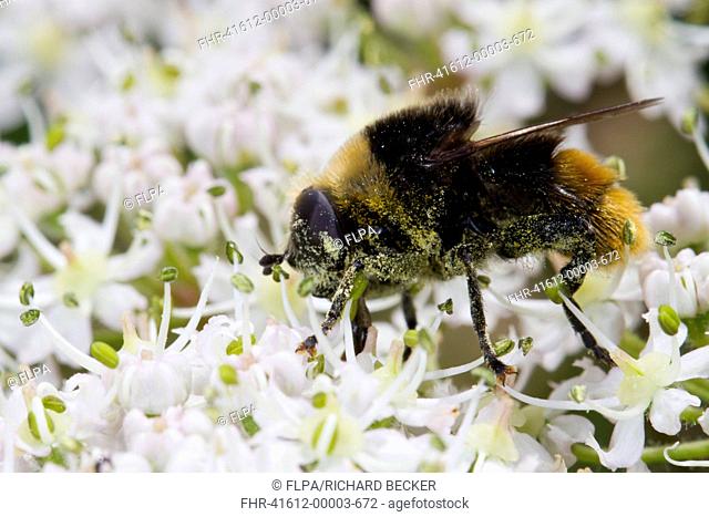 Narcissus Bulb Fly (Merodon equestris) adult, feeding on Hogweed (Heracleum sphondylium) flowers, Hampshire, England, June