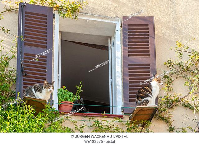 Detail with domestic cats at the window, Saint-Cezaire-sur-Siagne, Alpes-Maritim, Provence-Alpes-Cote d`Azur, France, Europe