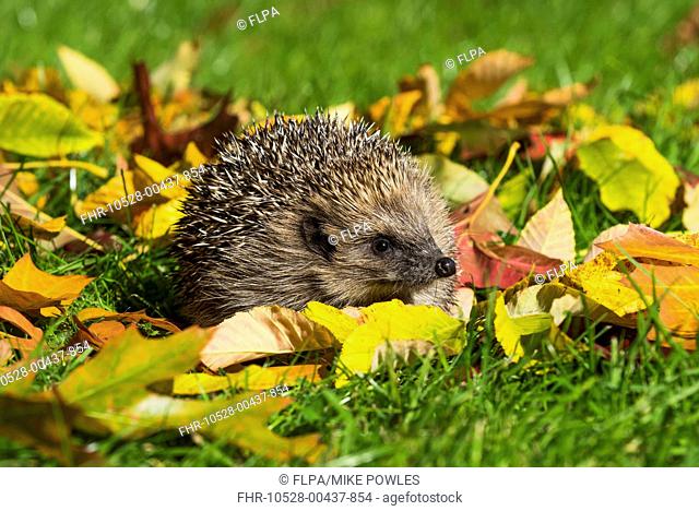 European Hedgehog (Erinaceus europaeus) adult, standing amongst fallen leaves, Norfolk, England, September