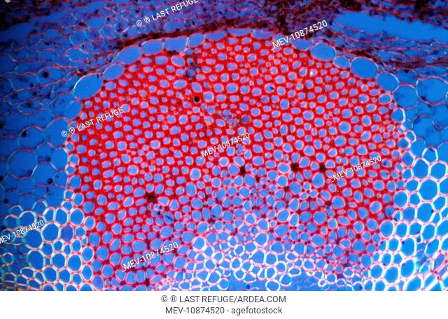 Light Micrograph (LM): Transverse section shows Sclerenchyma Ground Tissue in Helianthus stem (Helianthus sp). Magnification x600 (on 10