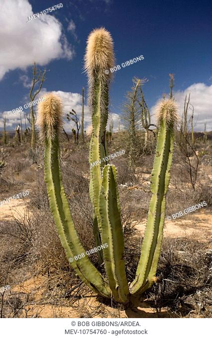 Old man cactus, or Senita (Lophocereus schottii)