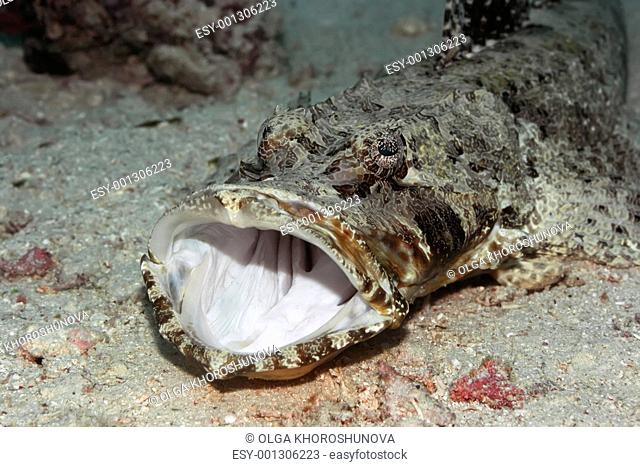 Tropical fish crocodilefish