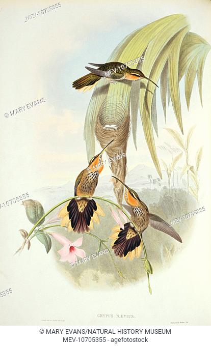 Plate 1, hand coloured lithograph from John Gould's A Monograph of the Trochilidae or Family of Hummingbirds, Vol.1, (1849-1861)