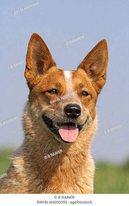 Australian Cattle Dog Canis lupus f. familiaris, portrait, Europe, Germany