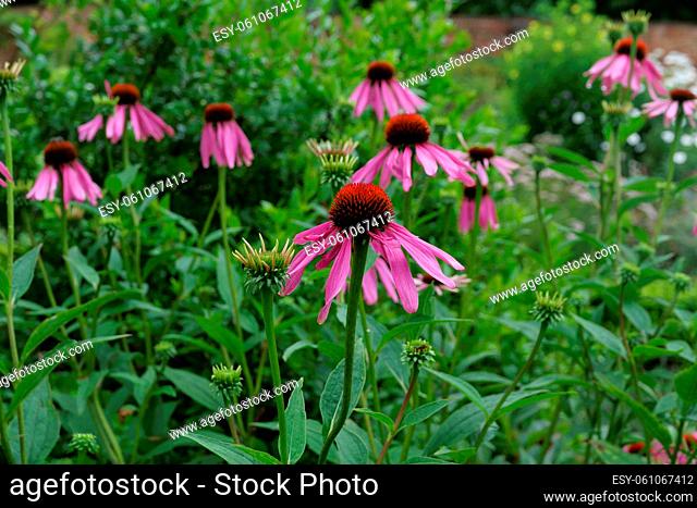 Echinacea flowers with lush green foliage and bushes in garden. High quality photo
