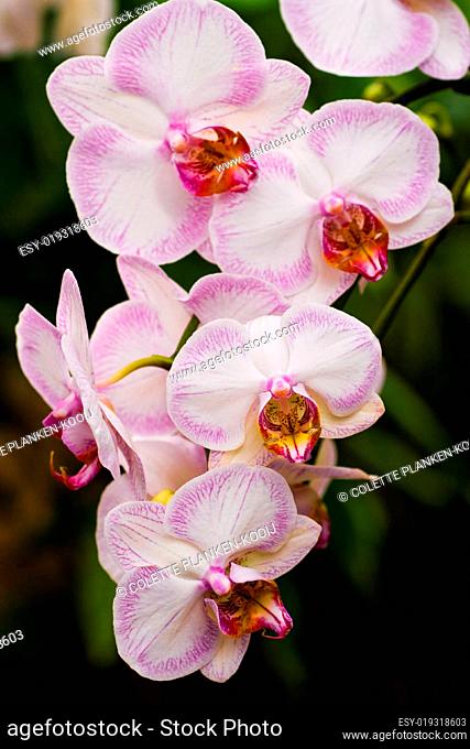 Pink Phalaenopsis or Moth Orchid