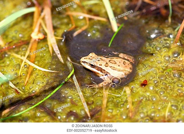 Western Chorus Frog Pseudacris triseriata